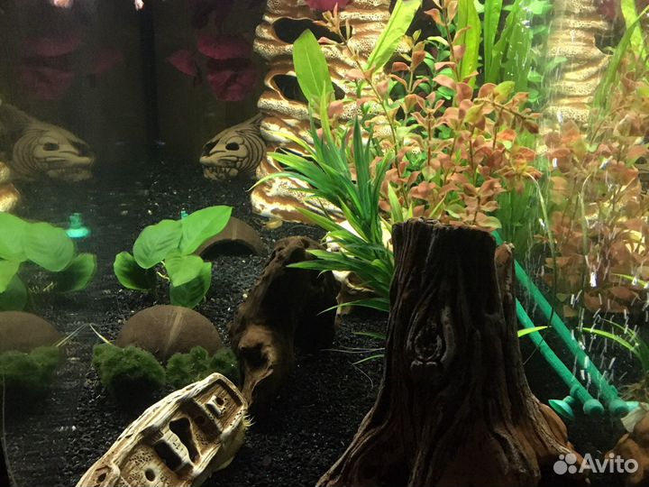 Аквариум 200 литров со всем содержимым