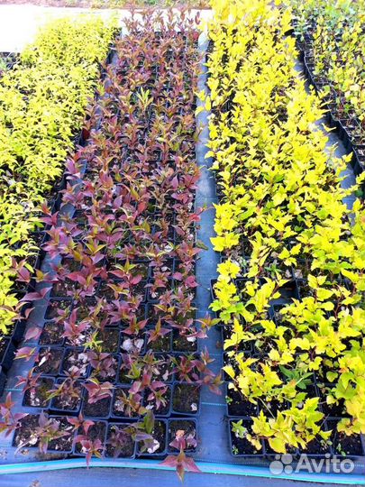 Растения P9 П9 в ассортименте