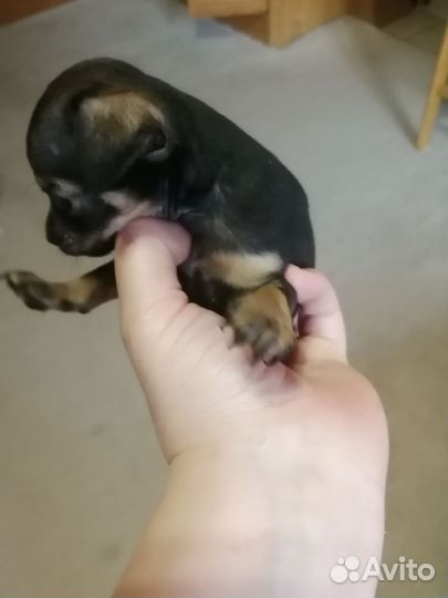 Русский той-терьер мини