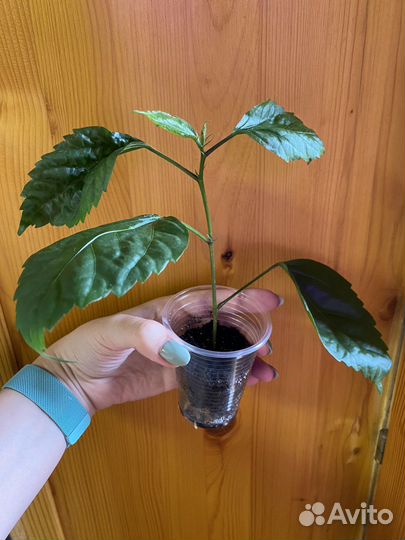 Гибискус El Capitolio Bloody Mary