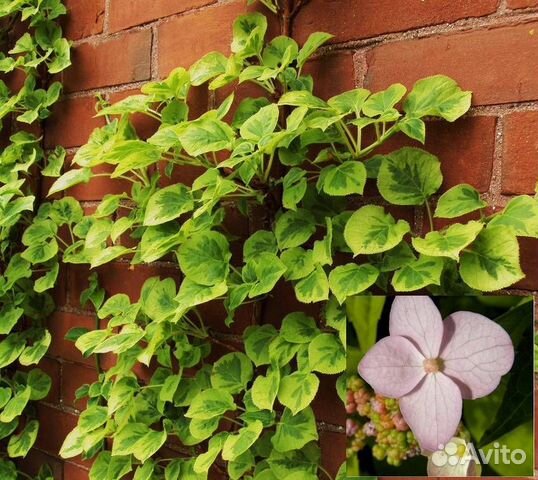 Гортензия плетистая Mirranda