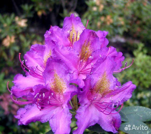 Rhododendron hybrid Libretto