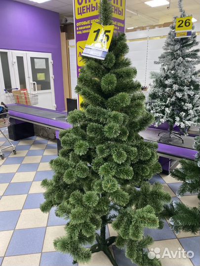 Сосна новогодняя