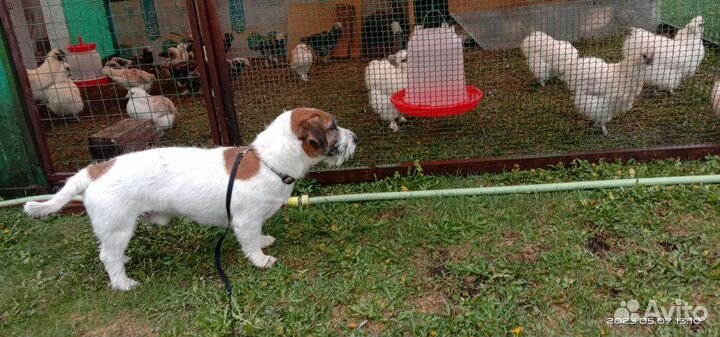 Передержка собак и кошек в загородном доме