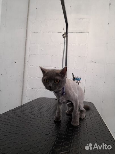 Стрижка кошек на дому с выездом