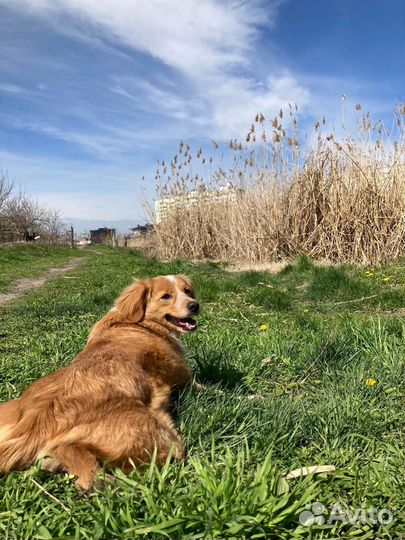 Каштанка ищет добрые руки