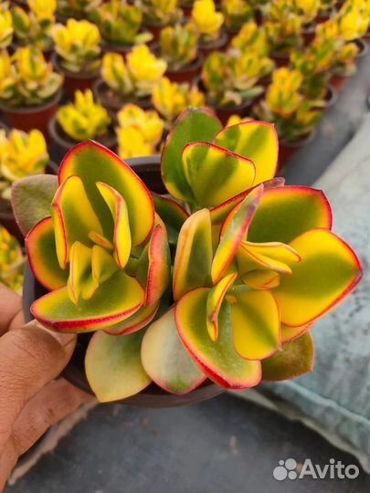 Хойя kerry вариегатная, суккуленты