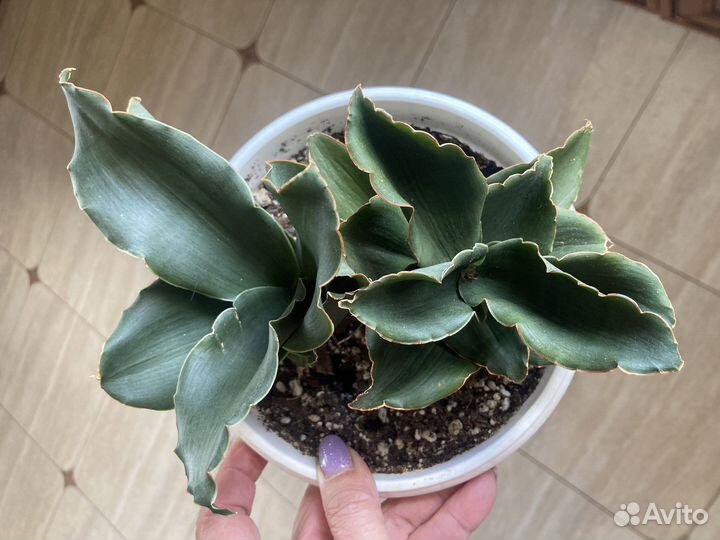 Сансевиерия