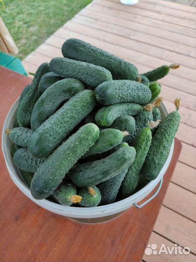 Огурцы свежие