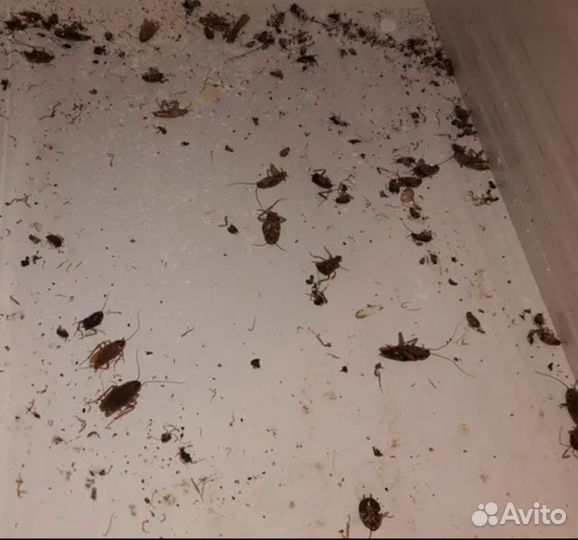 Обработка от тараканов