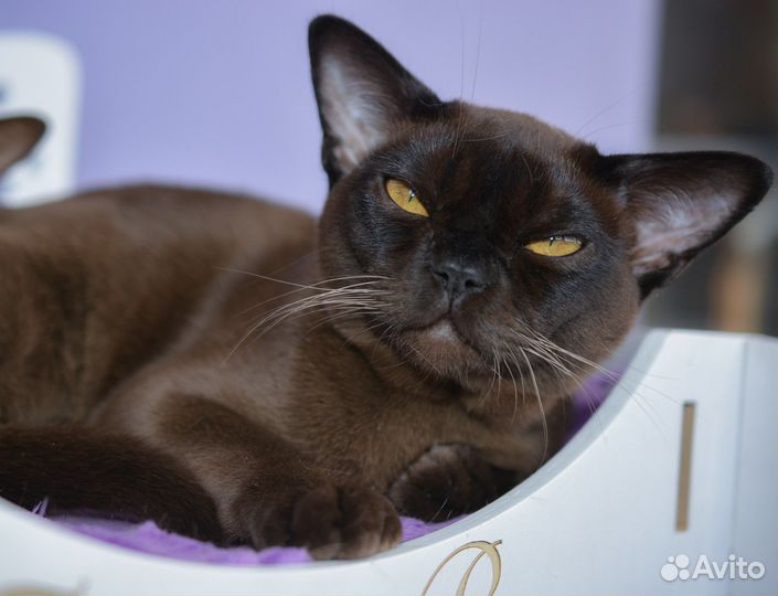 Бурманские котята питомник