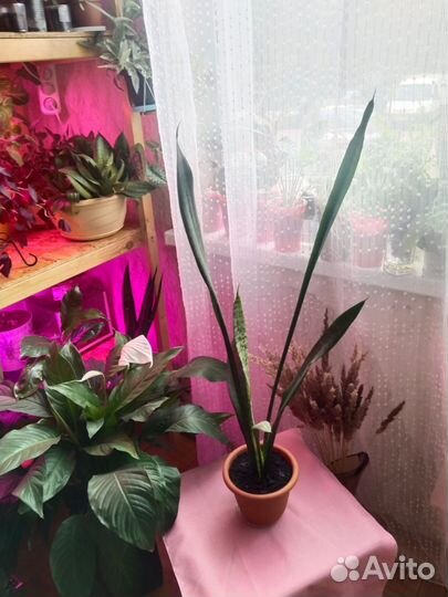 Сансивиерия