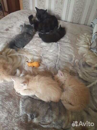 Кошки в добрые руки