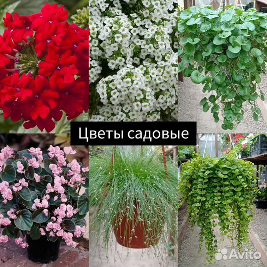 Алиссум, лобелия, будра, вербена и другие