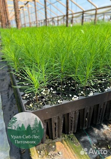 Сеянцы зкс Сосна окс Ель Лиственница Горная