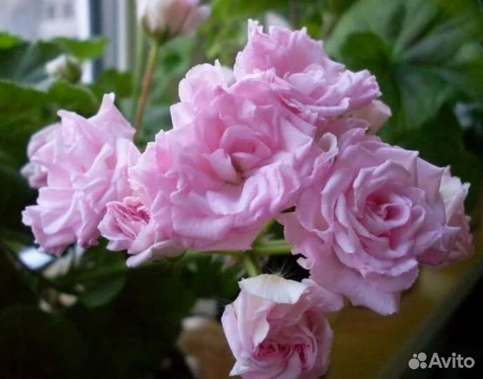 Пеларгония Rococo