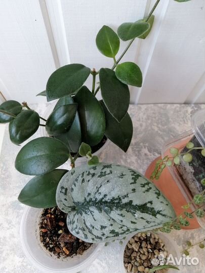 Сциндапсус пиктус экзотика