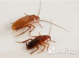 Кормовые насекомые