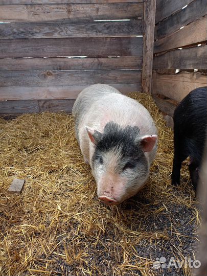 Вьетнамские вислобрюхие свинки