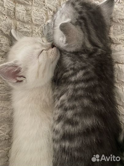 Британские котята