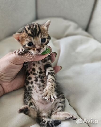 Бенгальская девочка