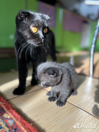 Британская кошка