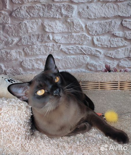 Бурманская девочка 7 мес