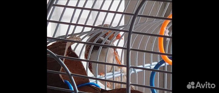 Амадин самец в добрые руки