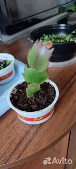 Кактусы и суккуленты