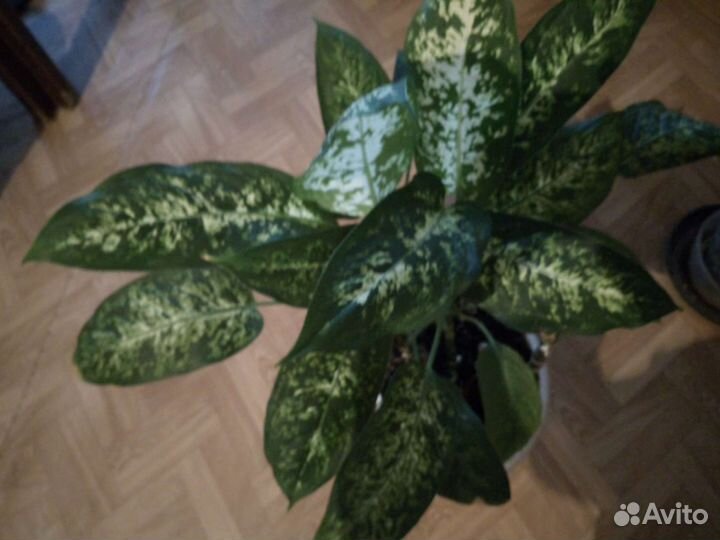 Диффенбахия