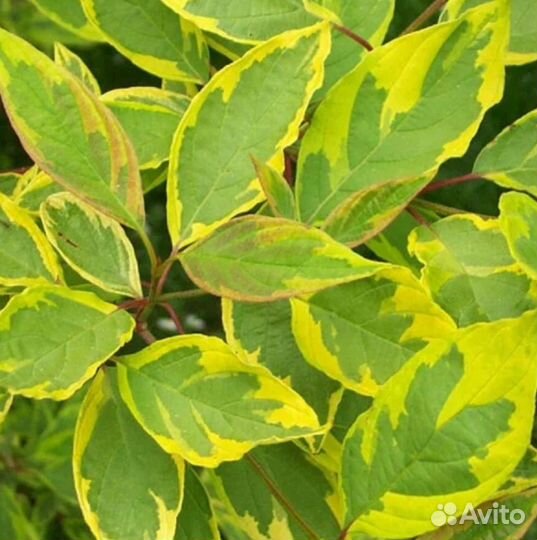 Пузыреплодник взрослые кустико, дëрен