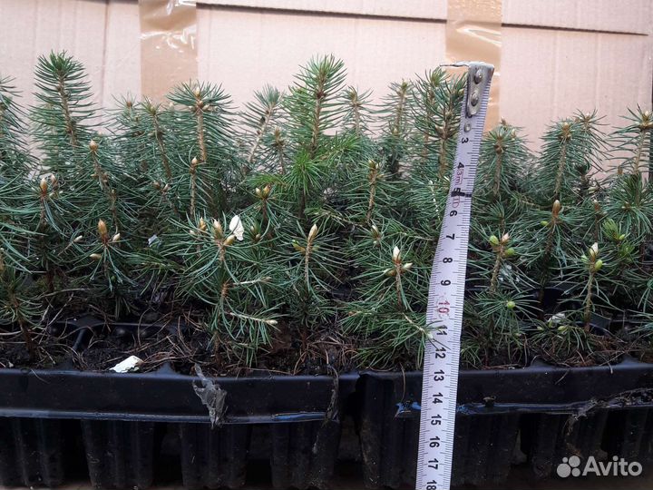 Саженцы хвойных растений зкс