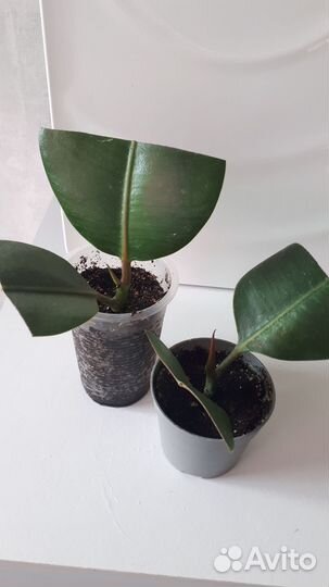 Фикус каучуконосный