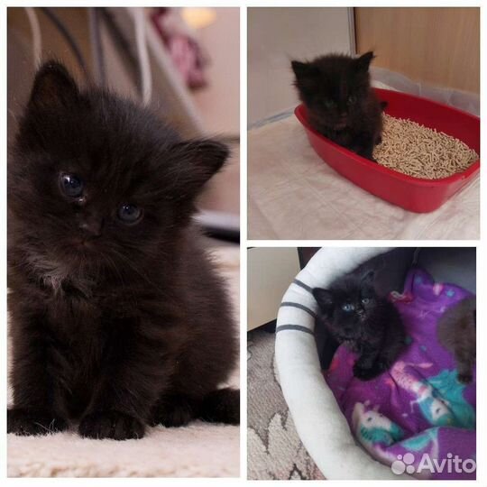 Кошки в добрые руки