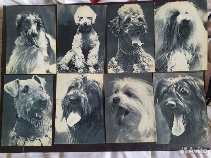 Коллекция открытки животные 1969 год