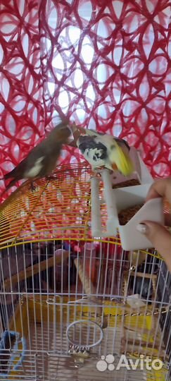 Попугай корелла с клеткой