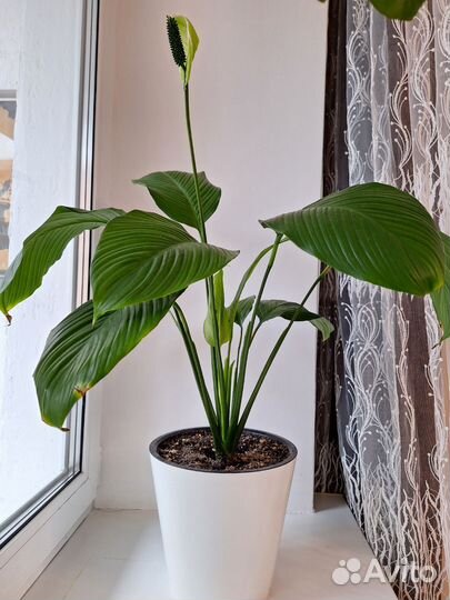 Спатифиллум