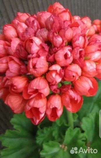 Пеларгония герань сортовая