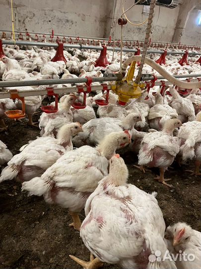 Бройлеры 40 дневные куры молодки несушки