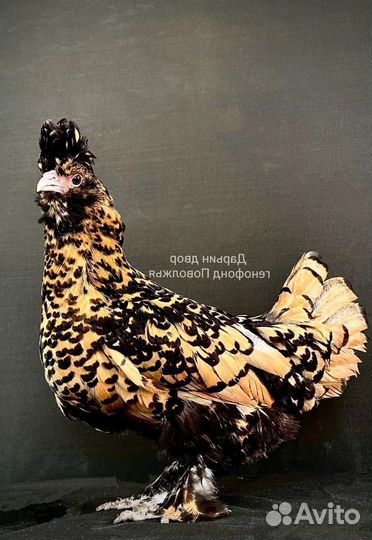 Павловские Юрловские Царскосельские