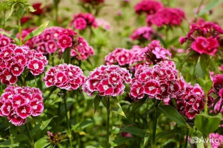 Гвоздика турецкая