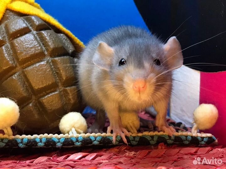 Крысы крысята Дамбо Питомник