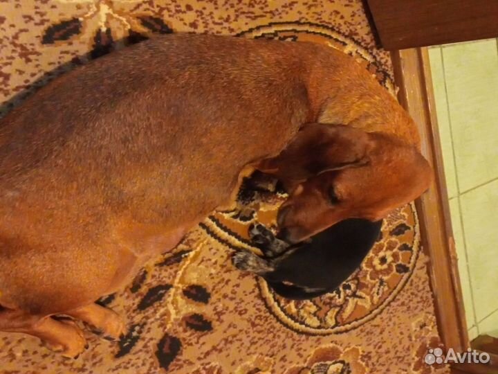 Щенки помесь таксы