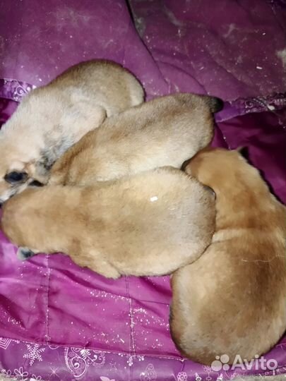 Щенки корелло финская лайка