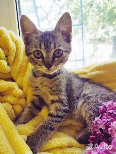 Волшебные весенние котята