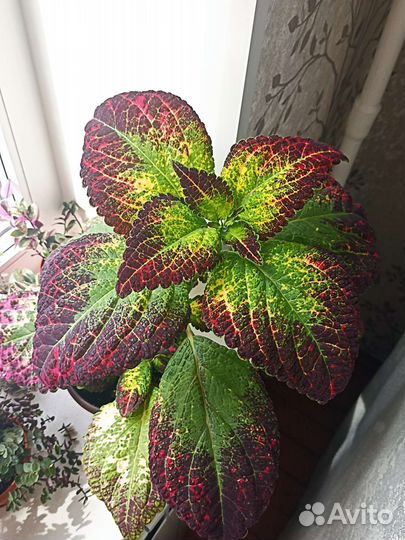 Колеус Аватар