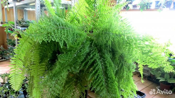 Продам домашние цветы