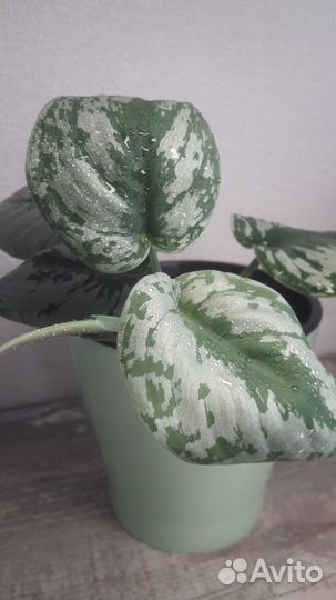 Комнатные растения. Сциндапсус Пиктус Треби