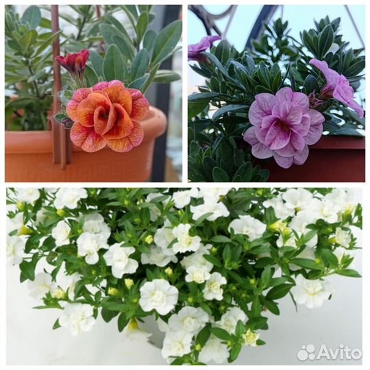 Колибрахоа. Петуния. Георгина Геллери. Земляника