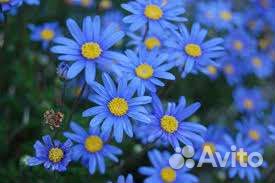 Ромашка голубая, Смолка, Армерия, Сентябринка